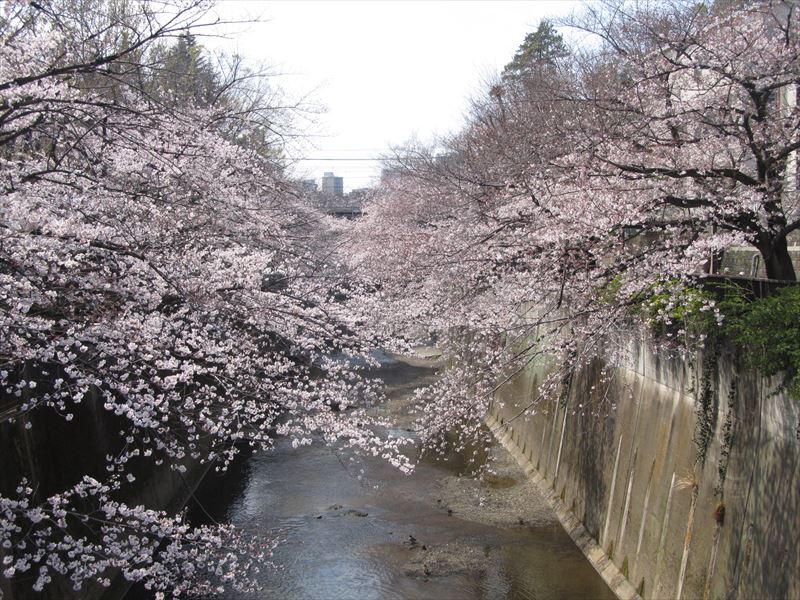 石神井川