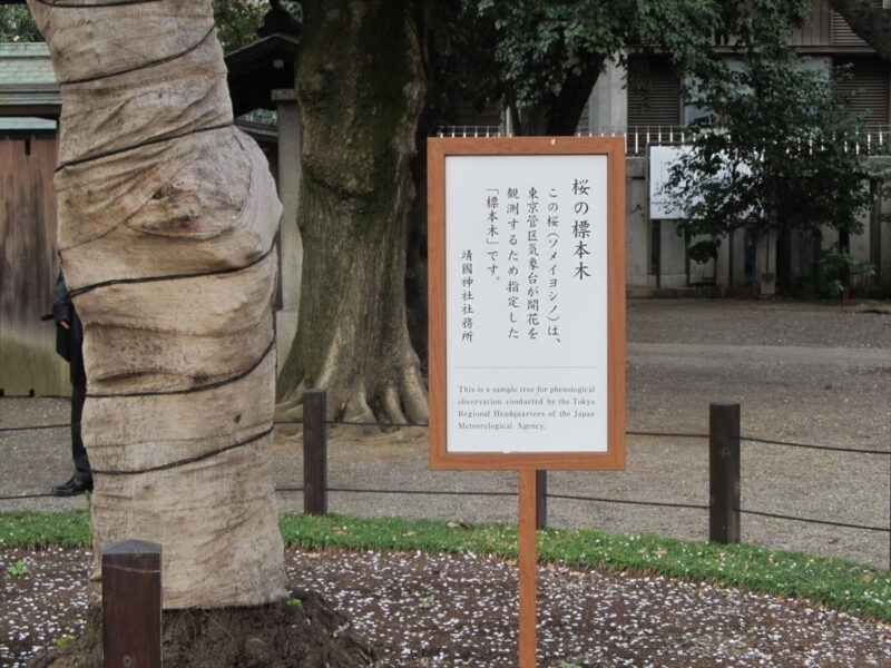 靖国神社標本木